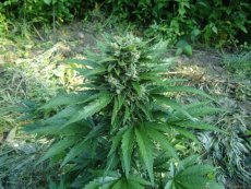 Cream Mandarine Auto - fem. And autocoque seeds 10pcs of Sweet Seeds