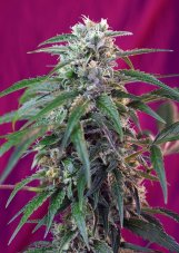 Green Poison Auto – 10 ks autoflowering semínek Sweet Seeds