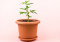 Speed Up Hemp Growth: Revealing Causes of Slow Growth and Effective Remedies