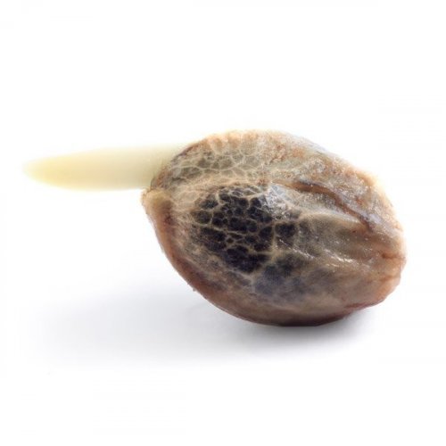 Honey Cream - feminizovaná semínka 5 ks Royal Queen Seeds