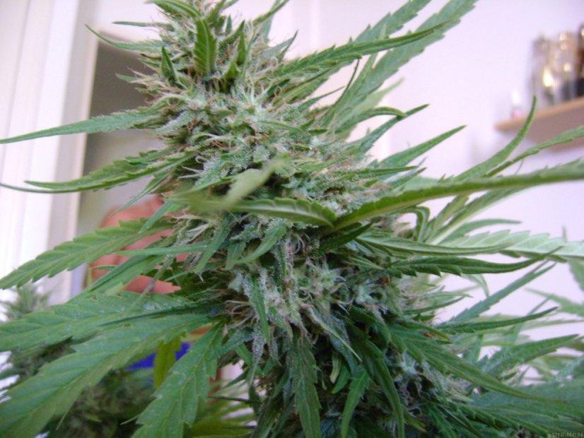 Black Jack – feminizované semienka 10 ks Sweet Seeds