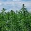 Santhica 70 - technical hemp 50 pcs Cannapio