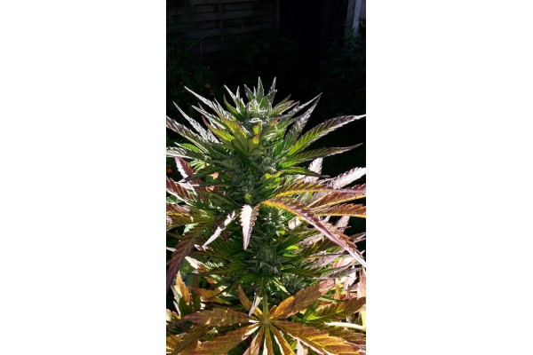 Stress Killer Automatic - feminized and self-regenerating seeds 10 pieces Royal Queen Seeds