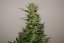 AutoXtreme® - autoflowering Seeds 3 pcs Dutch Passion