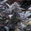 Grape Juice - feminisierte Samen 3Stck, Silent Seeds