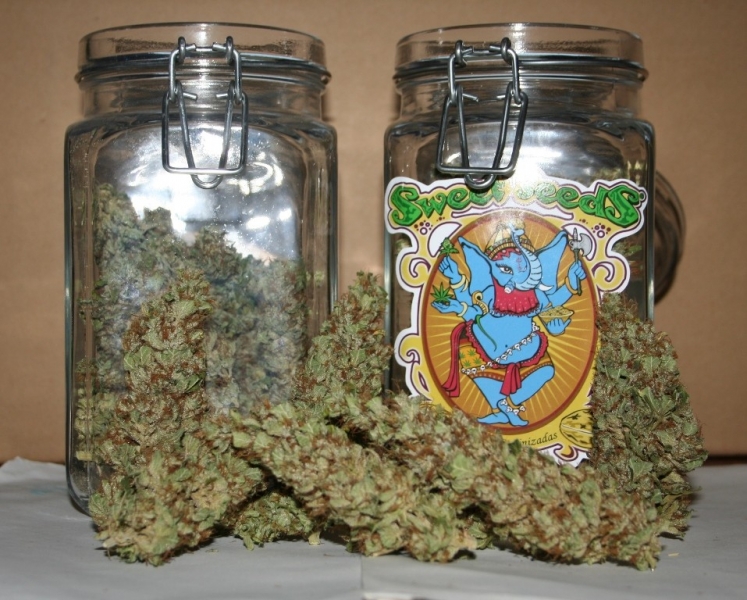 Ice Cool - Nasiona feminizowane 3 szt. Sweet Seeds