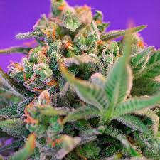 Sweet Cheese - Feminized Seeds 10 Sweet Seeds