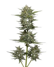 Vanilla Latte Auto - autoflowering Marihuana Samen 10 Stück, Humboldt Seed Company