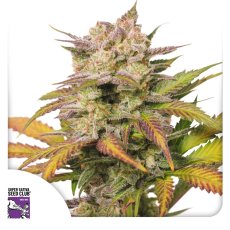 Auto Sweet Bourbon Kush - autoflowering semená 8 ks Super Sativa Seed Club