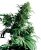 Shiva Shanti I - semínka 10 ks standardizovaná Sensi Seeds