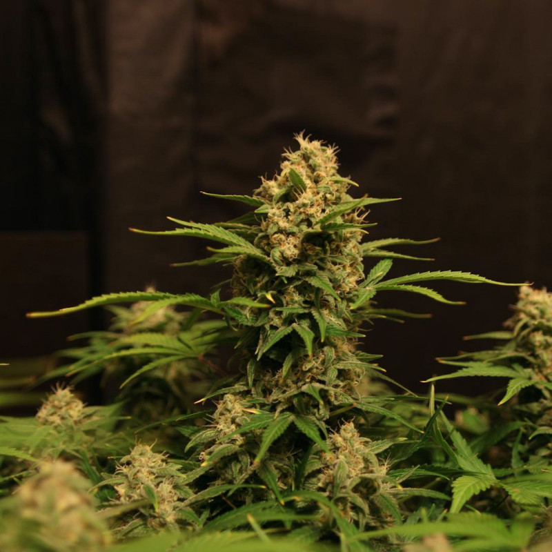 Devotchka - autoflowering semena 3 ks, Doctor's Choice