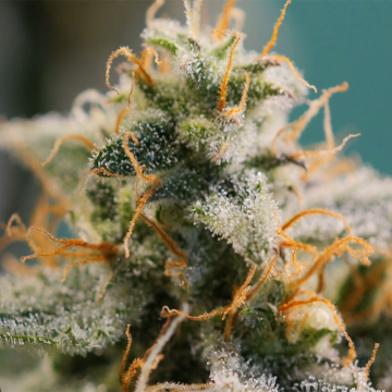 Top 10 Fragen zu Marihuana, Cannabis