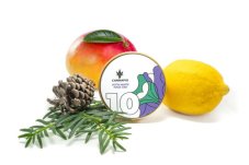 Auto White Haze CBD - nasiona automatycznie kwitnące 10 szt Cannapio
