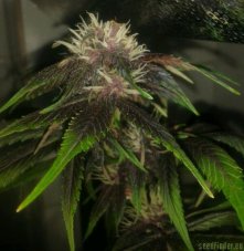 Devil Cream Auto - fem. i nasiona 5 szt. Sweet Seeds