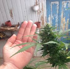 Sin Tra Bajo Auto - fem. A autoflowering semienka 3ks Barney´s Farm