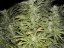 Early Skunk 10 ks feminizované semená Sensi Seeds