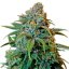 Liberty Haze – feminizované semienka 3 ks Barney Farms