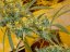 Critical Haze 18 ks štandardizovaná semienka Mr. Nice