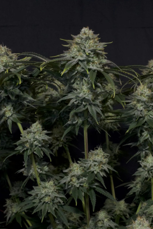 Gorilla Cookies FF - feminized marijuana seeds 10 pcs Fast Buds