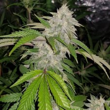 Karma Genetics Cookie Crash regulární semena
