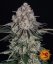 Sour Diesel Auto - samonakvétacie semená, 10 ks, Barneys Farm