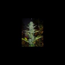 Master Kush x Afghan Haze 18 sztuk standaryzowanych nasion Miło