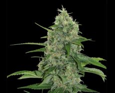 Veneno - feminized seeds 9 pcs Eva Seeds