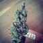 Black Jack Fast Version - feminizované semienka 10 ks Sweet Seeds