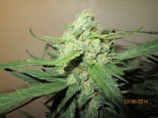 Ice Cool Auto - feminizované a autoflowering semienka 5ks Sweet Seeds