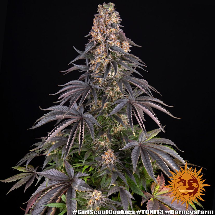 Girl Scout Cookies - feminizované semená, 10 ks, Barneys Farm
