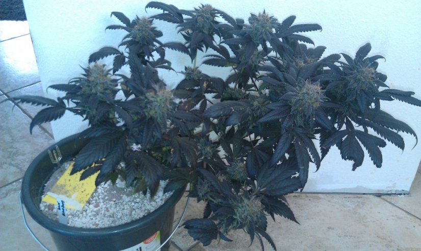 Sour Blueberry - nasiona feminizowane 5 sztuk Humboldt