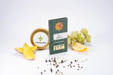 Blue Gelato 41- feminizovaná semienka 3 ks Barney's Farm
