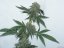 Jack Flash N.5 10 ks feminizované semená Sensi Seeds