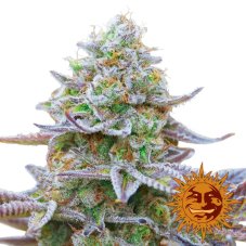 Gorilla Zkittlez - feminized seeds 5 pcs, Barney´s Farm