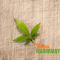 Cannabis and Mental Health: Cause or Cure?