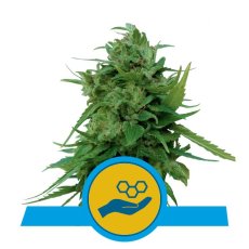 Solomatic CBD - samokvitnuce semienka 3 ks Royal Queen Seeds