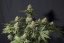 Orange Sherbet FF - feminized marijuana seeds 10 pcs Fast Buds