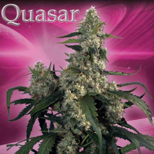Quasar – 5 feminizovaných semen Budha Seeds