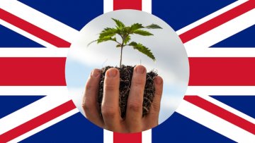 Cannabis-Behandlung im Vereinigten Königreich - Ergebnisse einer nationalen Umfrage