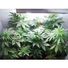 Vertigo - feminized And autoflowering seeds 3 pcs Paradise Seeds