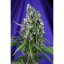Sweet Trainwreck Auto - feminizované a autoflowering semienka 3ks Sweet Seeds