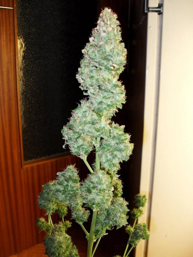 Moham Ram – feminizované semienka 10 ks Sweet Seeds