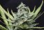 Skunk n.1 - feminized seeds 10 pcs Sensi Seeds