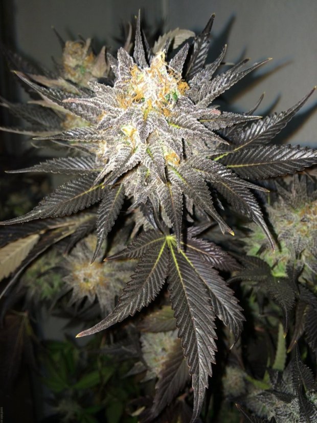 Blue Velvet® - feminizovaná semínka 3ks Dutch Passion
