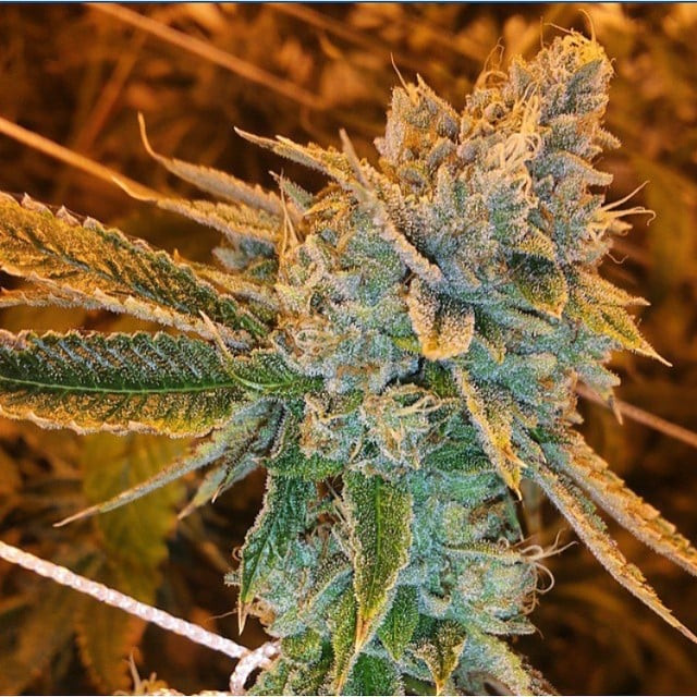 West Coast O.G. Auto - samonakvétacie semená marihuany 5 ks Fast Buds