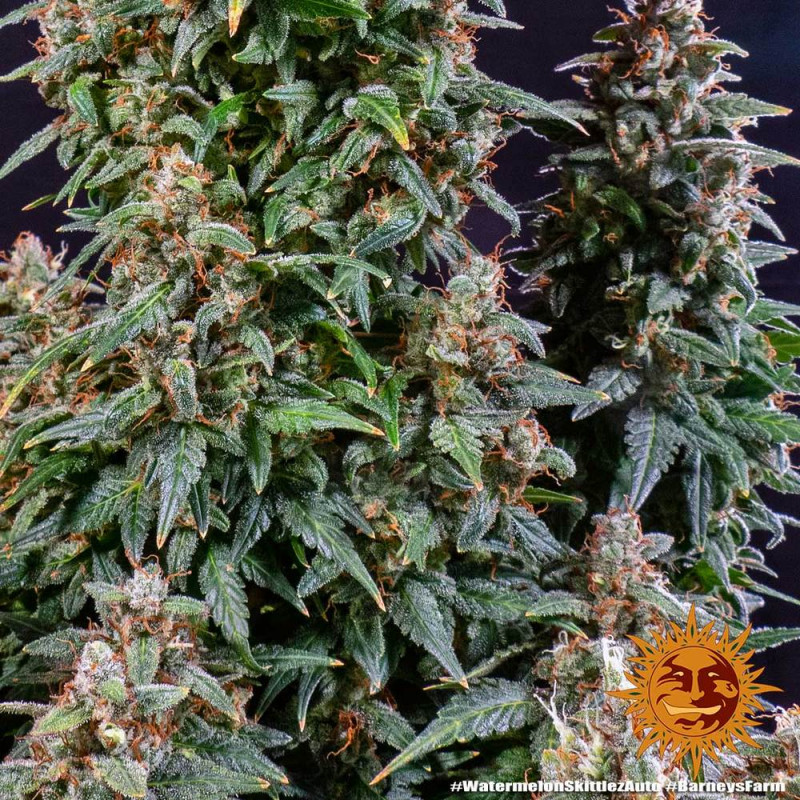 Watermelon Zkittlez Auto - autoflowering semena marihuany 10 ks Barney´s Farm