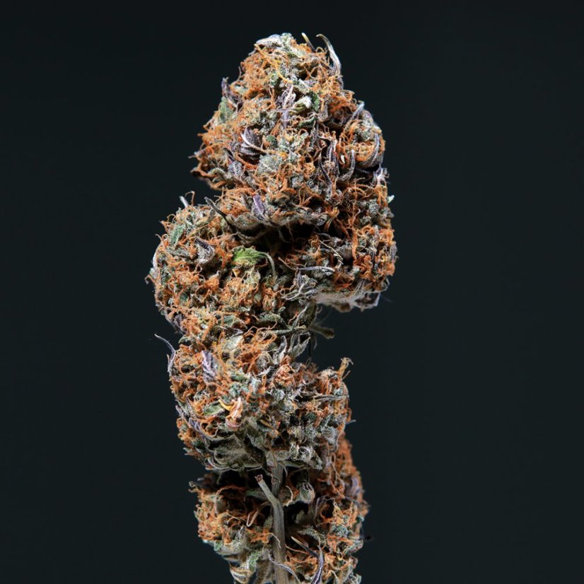 Deimos Auto - feminizované semená, 3 ks, Buddha Seeds