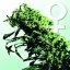 Northern Lights N.5 x Haze 10 ks feminizované semená Sensi Seeds