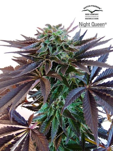 Night Queen - Feminized 5 seeds Dutch Passion