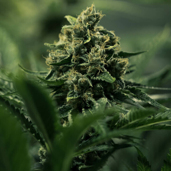 AA Gorilla Prime - feminized seeds 10 pcs Cannapio